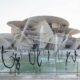 Au Qatar, le futur s’écrit culture