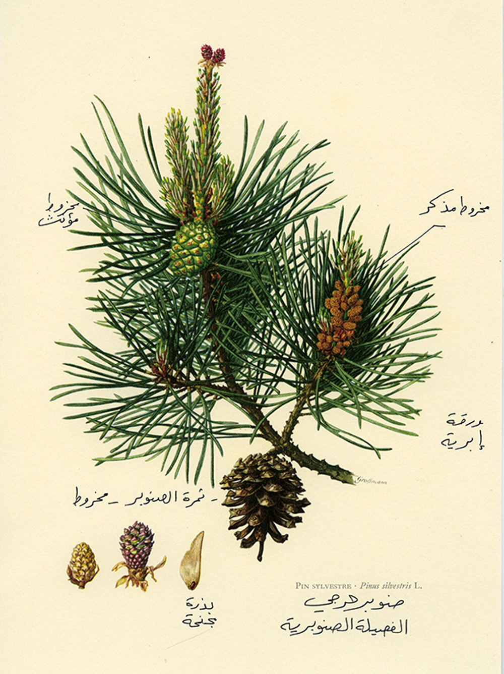 13-Mathieu-Pernot-herbier-