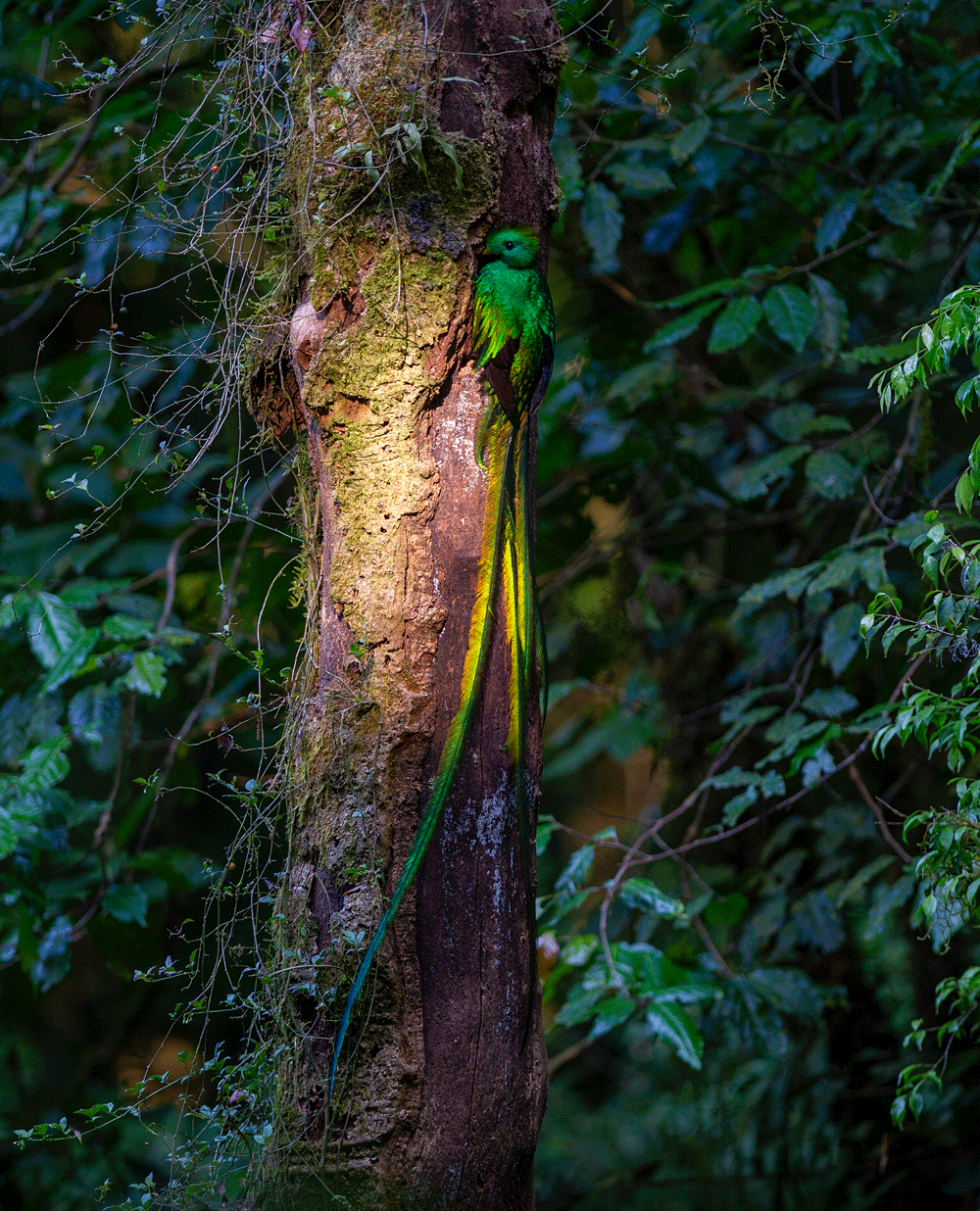 om_fulvio_eccardi_quetzal_photo
